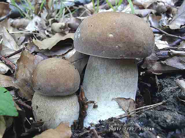  Image name: 26 Porcino.jpg 
 width: 640 pixel 
 height: 480 pixel 
 Size: 26336 bytes 
 Click to enlarge 